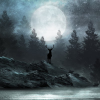 Cervo della foresta Carta da parati panoramica