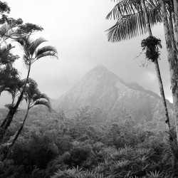 Jungle Forest Black and White 2 Carta da parati panoramica