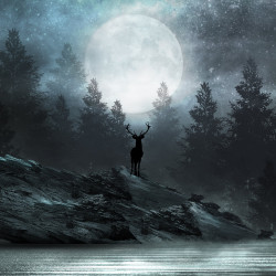 Cervo della foresta Carta da parati panoramica